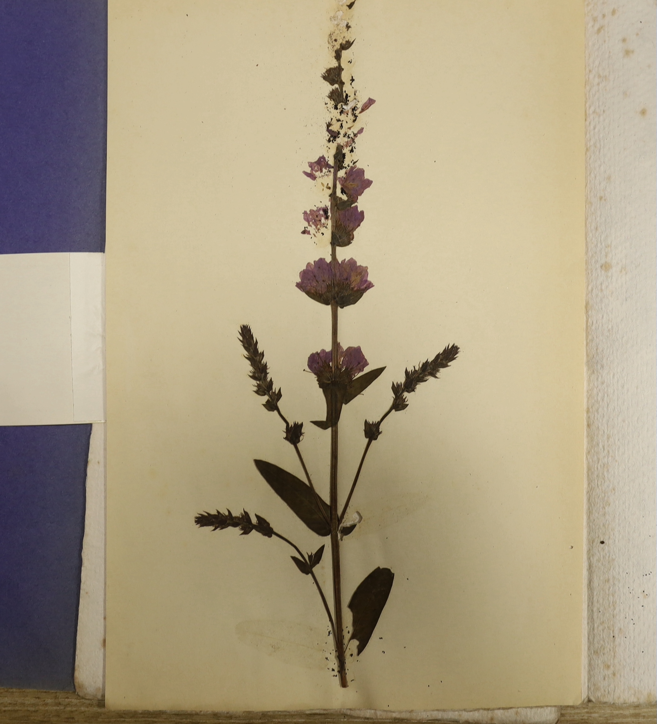 A collection of late 19th / early 20th century French pressed plant and flower specimen albums